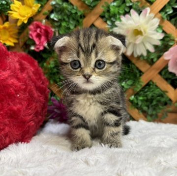 スコティッシュフォールド(折れ耳)【長野県・女の子・2024年5月20日・ブラウンタビー（ショート）】の写真「甘えん坊な女の子☺️」