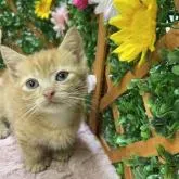 マンチカン(短足)【長野県・男の子・2022年5月26日・レッドタビー】の写真1