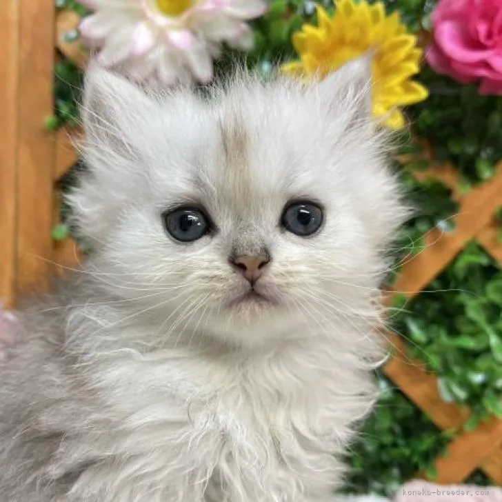 ID:2207-02007の子猫