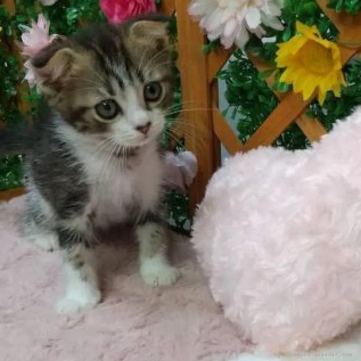 ID:2207-02394の子猫
