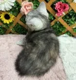 アメリカンショートヘア【長野県・女の子・2023年6月30日・リリー】の写真5