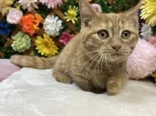 マンチカン(短足)【長野県・男の子・2025年6月29日・レッドタビー】の写真3