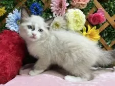 ラグドール【長野県・男の子・2025年6月29日・シールポイントバイカラー】の写真8