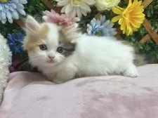 ミヌエット(短足)【長野県・女の子・2025年7月21日・キャリコ】の写真15