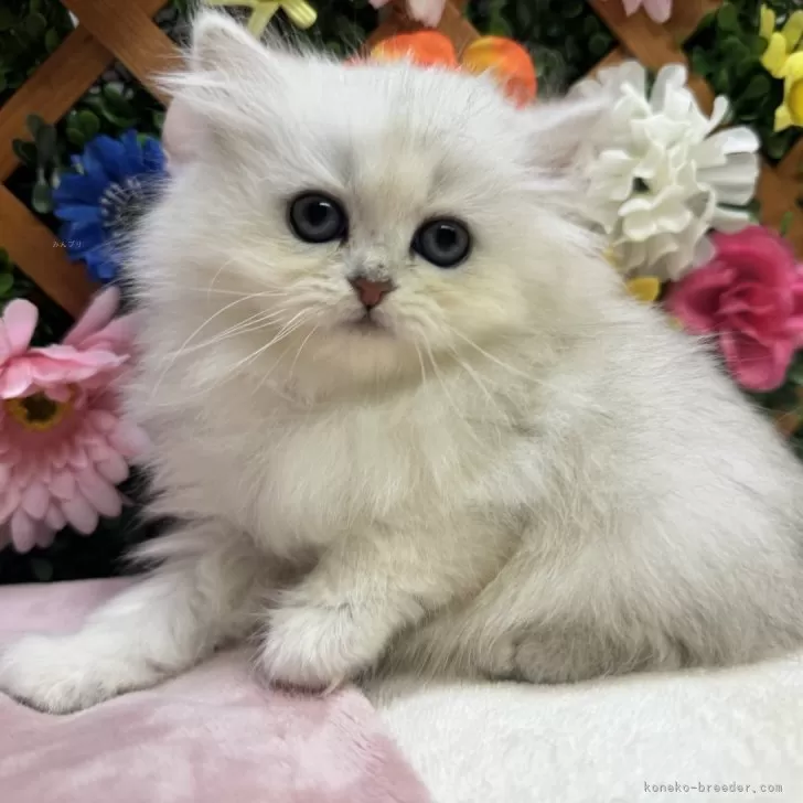 ID:2501-01658の子猫