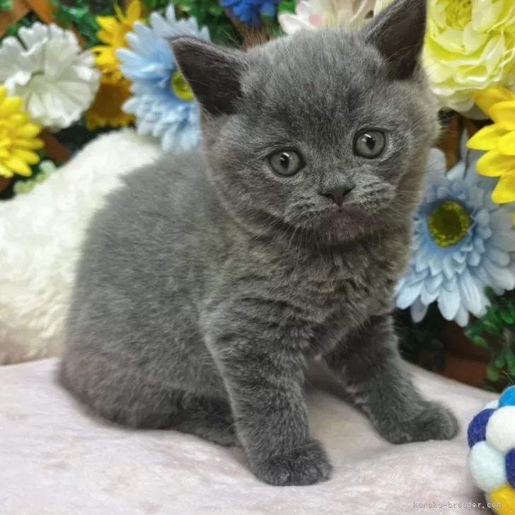 ID:2504-00357の子猫