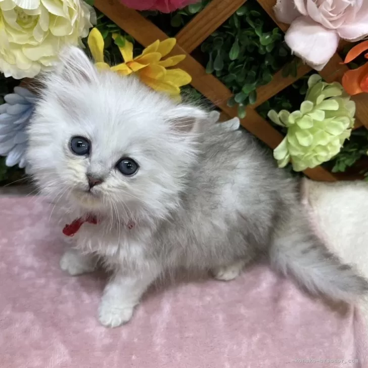 ID：2507-01116の子猫
