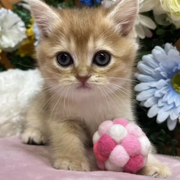 ID：2506-02933の子猫