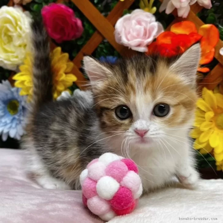 ID：2504-02016の子猫