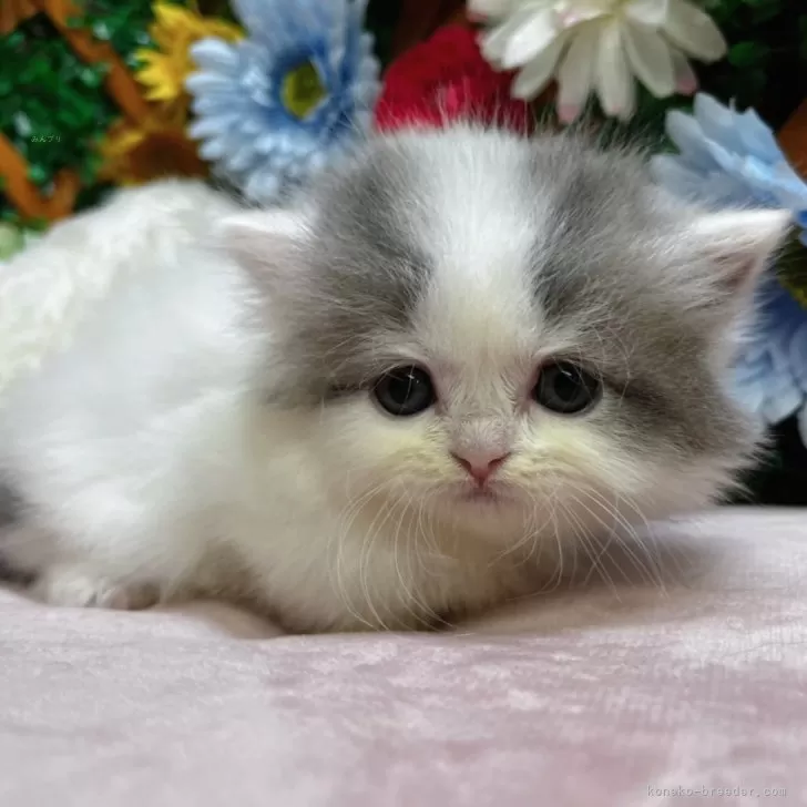 クラ 様のお迎えした子猫