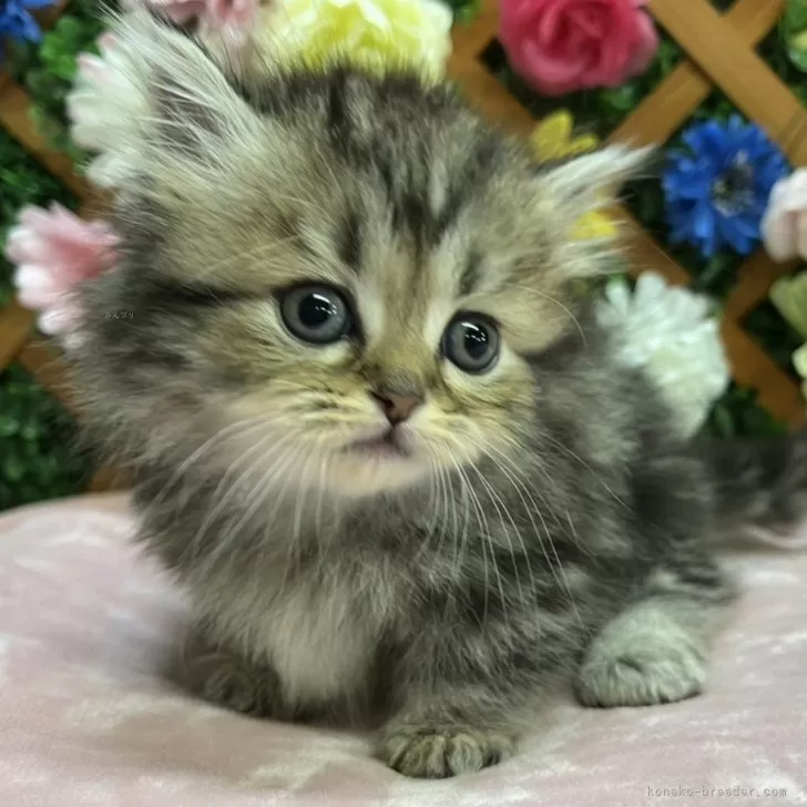 ホフマー 様のお迎えした子猫