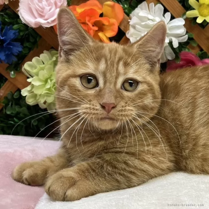 マンチカン(短足)【長野県・男の子・2025年6月29日・レッドタビー】の写真1