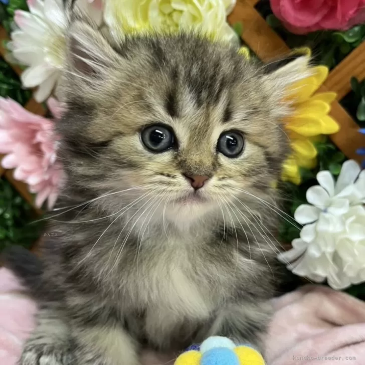 ID:2505-03537の子猫