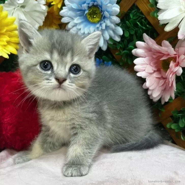 ID:2503-01812の子猫