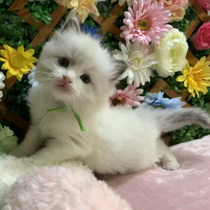 aohal 様のお迎えした子猫