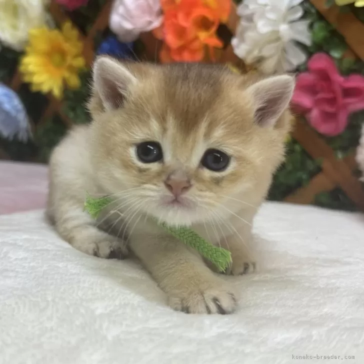 Rin 様のお迎えした子猫