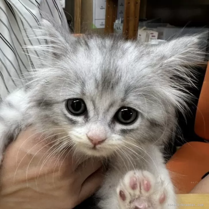 M.S 様のお迎えした子猫