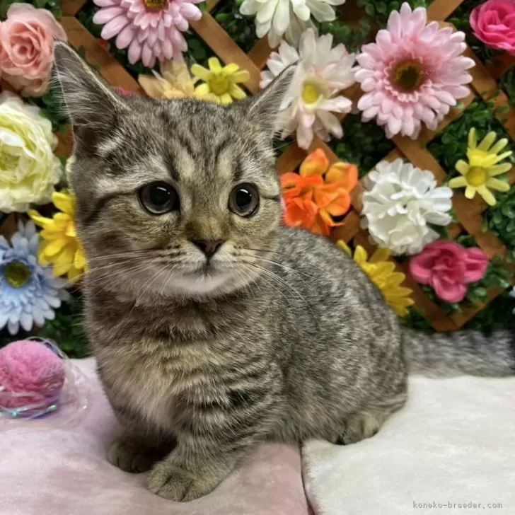 ぐみママ 様のお迎えした子猫