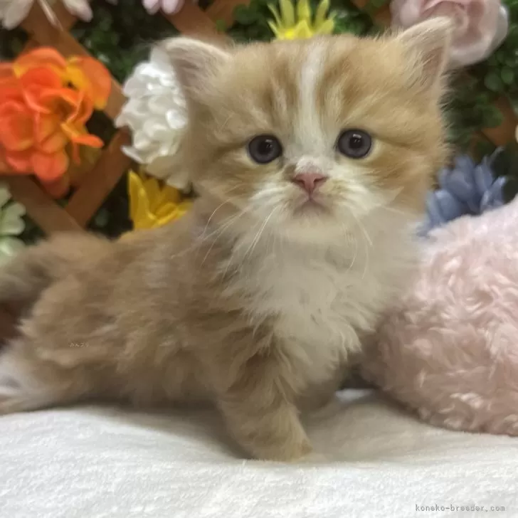 Y.K 様のお迎えした子猫
