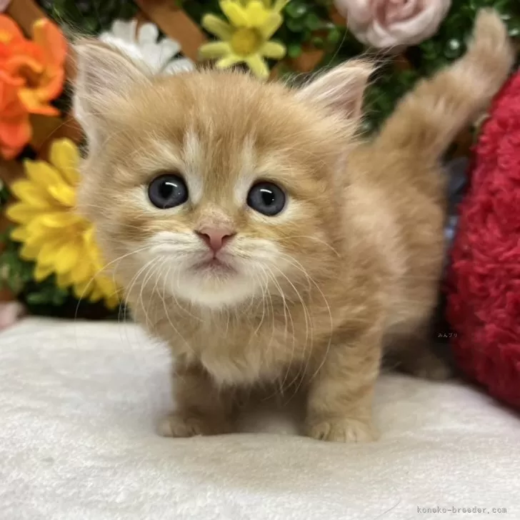 ID:2509-00145の子猫