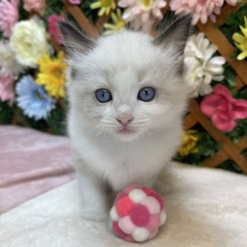 ラグドール【長野県・女の子・2025年6月29日・シールポイントバイカラー】の写真「可愛いお顔の女の子☺️」