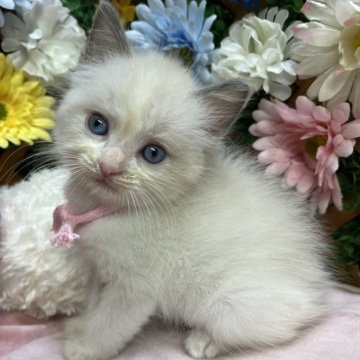 ラグドール【長野県・女の子・2025年9月10日・ブルーポイントバイカラー】の写真「遊ぶの好きな女の子☺️」