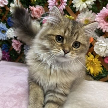 ペルシャ(チンチラ)【長野県・男の子・2025年6月3日・チンチラゴールデン】の写真「おもちゃがだいすきな男の子😊」