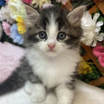 ミヌエット(長足)【長野県・男の子・2025年9月26日・ブラウンタビー&ホワイト（ミディアム）】の写真「元気な男の子☺️」