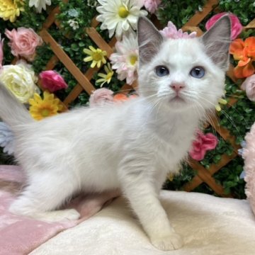 ラグドール【長野県・女の子・2025年5月15日・ブルーポイントバイカラー】の写真「遊ぶの好きな女の子☺️」