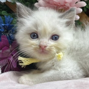 ラグドール【長野県・男の子・2025年9月10日・ブルーポイントバイカラー】の写真「遊ぶの好きな男の子☺️」