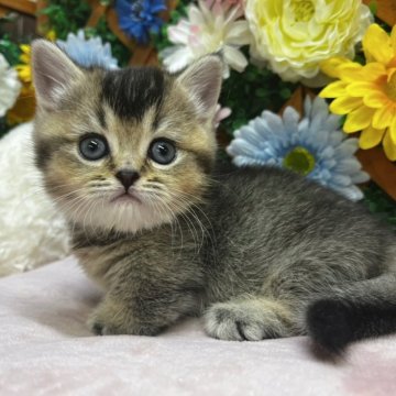 マンチカン(短足)【長野県・女の子・2025年2月22日・ゴールデン（ショート）】の写真「超足短の女の子☺️」