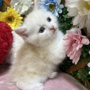スコティッシュストレート【長野県・男の子・2025年8月16日・クリームタビー&ホワイト（ショート）】の写真「おっとりさんなかわいい男の子☺️」