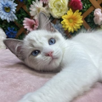 ラグドール【長野県・女の子・2025年5月25日・ブルーポイントバイカラー】の写真「遊ぶの好きな女の子☺️」