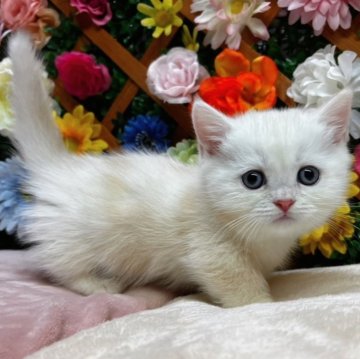 マンチカン(短足)【長野県・男の子・2025年2月22日・クリーム&ホワイト（ショート）】の写真「超足短の男の子😊」