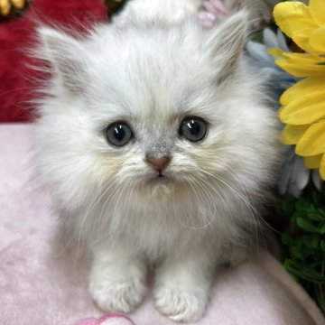 ミヌエット(長足)【長野県・女の子・2025年9月23日・シルバータビー（ミディアム）】の写真「元気な女の子☺️」