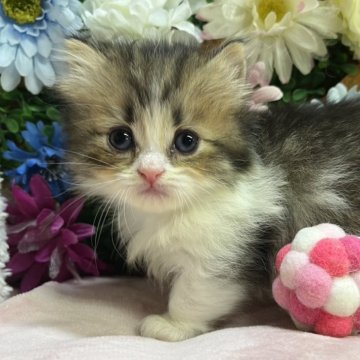 ミヌエット(短足)【長野県・女の子・2025年9月23日・ブラウンタビー&ホワイト（ミディアム）】の写真「足短の可愛い女の子☺️」