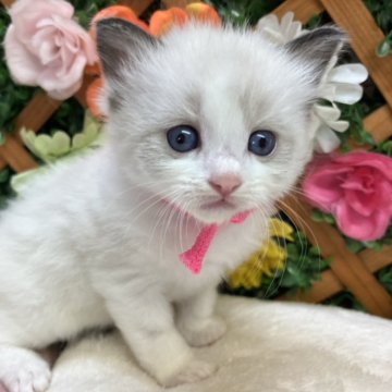 ラグドール【長野県・女の子・2026年4月24日・シールポイントバイカラー】の写真「甘えん坊な女の子☺️」