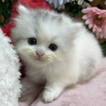 スコティッシュストレート【長野県・女の子・2025年10月24日・ダイリュートキャリコ（ミディアム）】の写真「綺麗な色の女の子☺️」