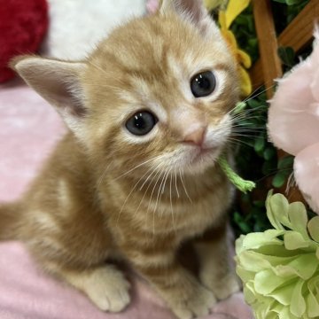 アメリカンショートヘア【長野県・男の子・2025年8月22日・レッドタビー】の写真「大人しい男の子です😊」