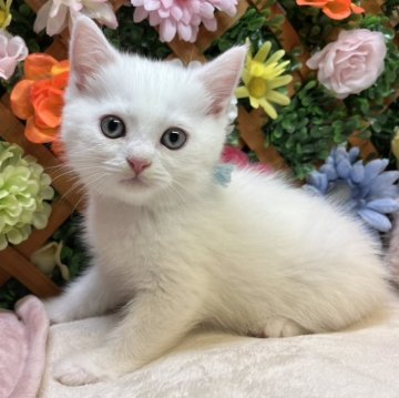 マンチカン(長足)【長野県・男の子・2025年4月19日・ホワイト（ショート）】の写真「遊ぶの好きな男の子☺️」