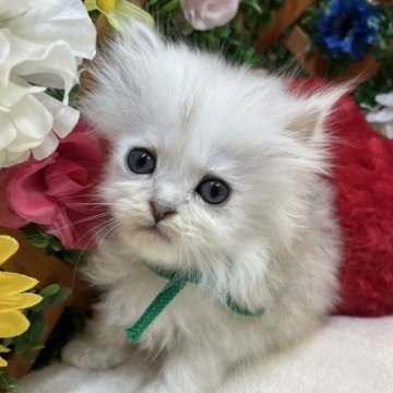 ペルシャ(チンチラ)【長野県・男の子・2025年5月24日・チンチラシルバー】の写真「遊ぶの好きな男の子☺️」