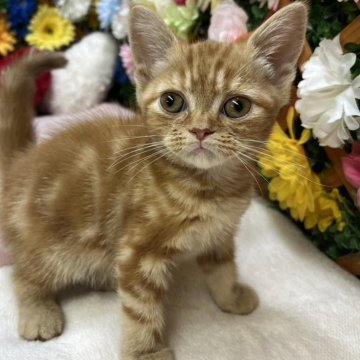 マンチカン(長足)【長野県・女の子・2025年8月9日・レッドタビー（ショート）】の写真「まったりな性格の女の子☺️」