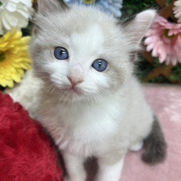 ラグドール【長野県・男の子・2025年6月29日・シールポイントバイカラー】の写真「甘えん坊な男の子☺️」