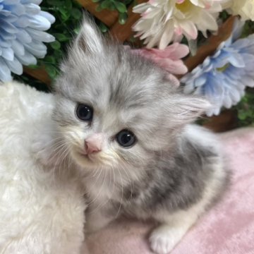 スコティッシュストレート【長野県・男の子・2025年7月21日・シルバータビー&ホワイト（ミディアム）】の写真「撫でられ好きな男の子☺️」