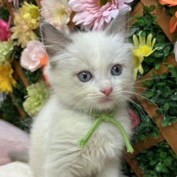 ラグドール【長野県・男の子・2025年9月10日・ブルーポイントバイカラー】の写真「元気な男の子☺️」