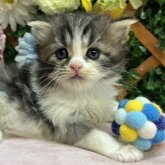 スコティッシュストレート