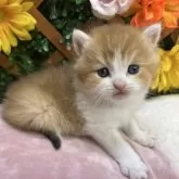 ブリティッシュショートヘア