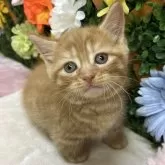 マンチカン(短足)