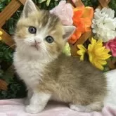 ブリティッシュショートヘア