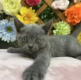ブリティッシュショートヘア